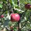 Cosmic Crisp And Melrose Apple Bundle (3 Trees) -Selected Garden & Outdoor Stores 0065003a4be2497fbbacb38d275a45b0
