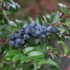 Alpha Evergreen Huckleberry 1 Alpha Evergreen Huckleberry -Selected Garden & Outdoor Stores 153933053859725327