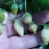 White Soul Alpine Strawberry -Selected Garden & Outdoor Stores 270278300