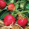 Eclair Strawberry -Selected Garden & Outdoor Stores 39621 PK 20
