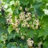 Bar-le-duc White Currant -Selected Garden & Outdoor Stores 4904