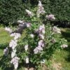 Belle De Nancy Lilac 1 Belle De Nancy Lilac -Selected Garden & Outdoor Stores 515px Syringa vulgaris Belle de Nancy 2018 05 04 0369