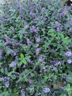 Selected Garden & Outdoor Stores -Selected Garden & Outdoor Stores 55E266CF D817 45A1 85DD 473776036DA4