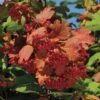 Kalinka™ Highbush Cranberry -Selected Garden & Outdoor Stores 5805
