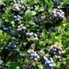 Alpha Bless Your Heart™ Blueberry -Selected Garden & Outdoor Stores 5971418323 3f880c4ef3 o 1400x 10f0f10e d2f4 4869 8bd9 6f2b7057fd29