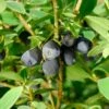 Blue Sea™ Honeyberry -Selected Garden & Outdoor Stores 6265