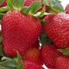 Honeoye Strawberry -Selected Garden & Outdoor Stores 719UuI GOL