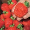 Ft. Laramie Strawberry -Selected Garden & Outdoor Stores 7515