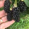 Big Daddy Blackberry -Selected Garden & Outdoor Stores 81NeUsjhclS. AC SX679