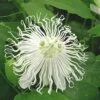 Passiflora SnowPopâ„¢ 1 Passiflora SnowPopâ„¢ -Selected Garden & Outdoor Stores 9288