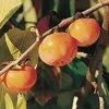 Prairie Dawn ™ American Persimmon -Selected Garden & Outdoor Stores American Persimmon