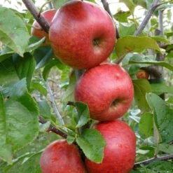 Unbeatable Urban Apple Bundle (3 Trees) -Selected Garden & Outdoor Stores AppleRedWindsor