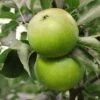 Granny Smith Apple -Selected Garden & Outdoor Stores Apple Malus GrannySmith fruit 1024x1024 c3d3f268 e660 408a 8cb9 a236746f0837