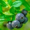 Alpha Hello Darlin™ Blueberry -Selected Garden & Outdoor Stores Blueberry Hello Darlin foliage