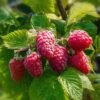 Caroline Raspberry -Selected Garden & Outdoor Stores CFD14566RubusCarolineRaspberry 2