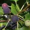 Hardy Chicago Fig -Selected Garden & Outdoor Stores Chicago Hardy Fig Tree 1000x1000 c