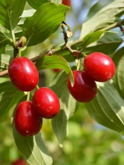 Coral Blaze ™ Cornus Mas