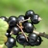 Coronet Black Currant -Selected Garden & Outdoor Stores CoronetBlackCurrant