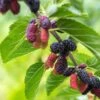 Early Bird Mulberry -Selected Garden & Outdoor Stores EarlyBirdMulberry 1