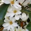 Michelia Doltsopa "Fairy White" -Selected Garden & Outdoor Stores Fairy magnolia White