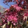 Hansen's Red Fleshed Crabapple -Selected Garden & Outdoor Stores Hansens Red 1