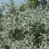 Alpha Iceberg Alley® Salix First Editions® -Selected Garden & Outdoor Stores IcebergAlleySageleafWillow