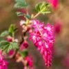 King Edward VII Flowering Currant -Selected Garden & Outdoor Stores KingEdwardVIIRibes