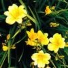 Stella D'Oro Day Lily