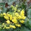 Tall Oregon Grape Holly -Selected Garden & Outdoor Stores MAH aquafolium 1024x672 1