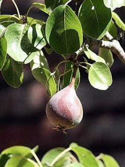 Moonglow Pear -Selected Garden & Outdoor Stores MoonGlow Pyrus communis leaffruit Jean ccby20