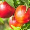 Pacific Prideâ„¢ Nectarine 2 Pacific Prideâ„¢ Nectarine -Selected Garden & Outdoor Stores PacificPrideNectarine 1