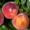 Combination Peach 'Zaiger Pride' (3 Varieties)/Semi Dwarf -Selected Garden & Outdoor Stores Peach Prunus EvasPride 1024x1024 38ff1114 050d 41e8 8c64 ca9737ab8c49