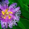 Passiflora PinkPop™ -Selected Garden & Outdoor Stores PinkPopPassiflora 1