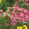 Pokeys Pink Flowering Currant 2 Pokeys Pink Flowering Currant -Selected Garden & Outdoor Stores Pokeys
