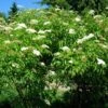 American Elderberry 2 American Elderberry -Selected Garden & Outdoor Stores Sambucus canadensis