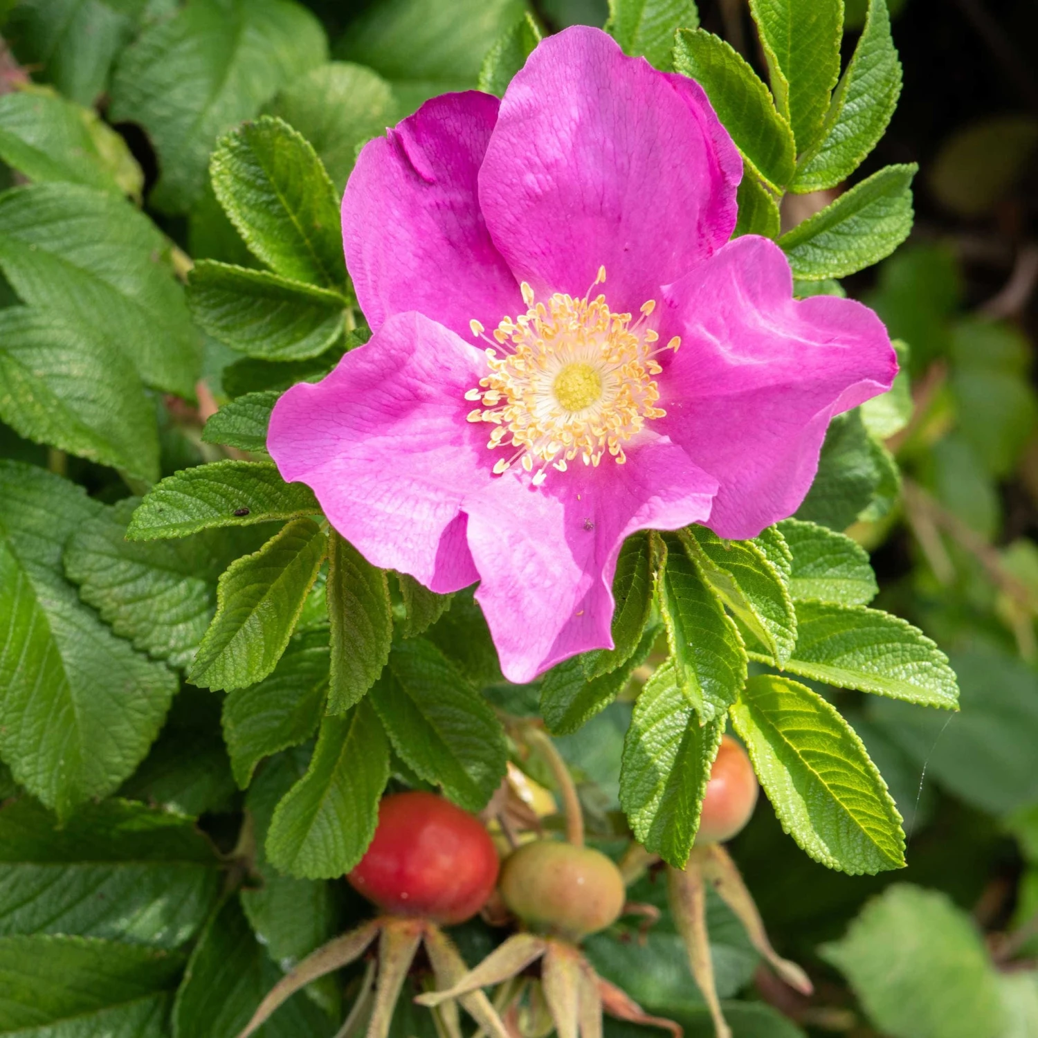 Dart's Dash Rose 3 Dart's Dash Rose