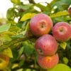 Apple Combo (4 Varieties) -Selected Garden & Outdoor Stores Shutterstock 1931241200