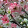 Toyo Nishiki Flowering Quince 2 Toyo Nishiki Flowering Quince -Selected Garden & Outdoor Stores ToyoNishikiimage