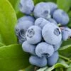Alpha Takes The Cake™ Blueberry -Selected Garden & Outdoor Stores Vernon Blueberry