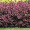 Alpha Wine & Roses® Weigela 2 Alpha Wine & Roses® Weigela -Selected Garden & Outdoor Stores WeigelaWineRoses1 1080 1080 60