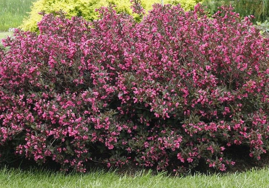 Alpha Wine & Roses® Weigela 3 Alpha Wine & Roses® Weigela