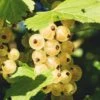 Zitavia Currant -Selected Garden & Outdoor Stores White Currants Best Varieties Growing Guide Care Problems and Harvest FI