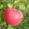 Red Boskoop Apple -Selected Garden & Outdoor Stores a161 red boskoop 1