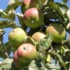 Campfield Cider Apple -Selected Garden & Outdoor Stores a165 campfield cider apple