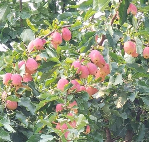 Centennial Crabapple 4 Centennial Crabapple - Image 2