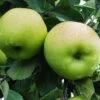 Greensleeves Apple -Selected Garden & Outdoor Stores a385d greensleeves