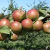 Granniwinkle Cider Apple 2 Granniwinkle Cider Apple -Selected Garden & Outdoor Stores a387 granniwinkle p 27