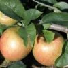 Jonagold Apple Tree -Selected Garden & Outdoor Stores a460jonagold apples 1