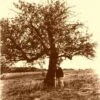 Johnny Appleseed Apple -Selected Garden & Outdoor Stores a465fjohnnyapplesd tree 1 1