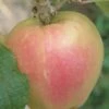 Mott's Pink Apple -Selected Garden & Outdoor Stores a553 mott pink 1